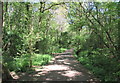 Path from car park, Pepper Wood in B61 9JX