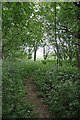 Footpath Through a Spinney in CM5 9NU