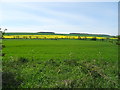 Crop field, West Lutton in YO17 8TE