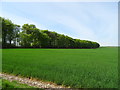 Crop field towards Crook Plantation in YO17 8DB