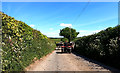 A common traffic holdup in rural Devon in EX17 4PS