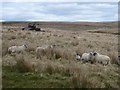 Sheep beside the Bushman's Road in NE19 1RF