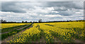 Oil seed rape east of B6275 in Houghton Le Side