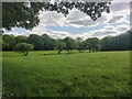 Fields near Hardnip's Copse in RH14 0PZ