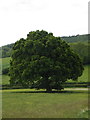 Oak tree in field at Harroway Farm in GU32 1RT