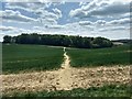 Path across fields towards Floud Wood in GU32 1DS