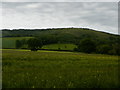 Looking over Rape field to Rakefield Hanger in GU32 1RT