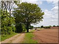 Tree and tractor, Awford Lane in WR9 0JH