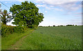 Field margin, School Road, Stanford Rivers in CM5 9PT