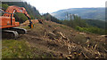 Crugau Wood Forestry Clearance in SA11 4DS
