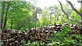 Pile of logs in the woodland north of Churchwood in RH20 1JW