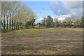 Field by shelterbelt in SG8 6AW