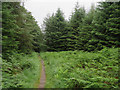 Public footpath, Grizedale Forest in LA22 0QG