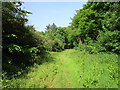 Track into Cliff Wood in NG32 1NJ