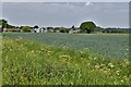 Syleham: Cereal crop in Syleham
