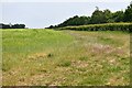 Thorpe Abbotts: Cereal crop in Brockdish
