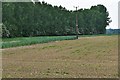Tannington Long Road: Crops beginning to show in IP13 7NH