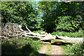 Tree Down on the Ridgeway in OX49 5RR