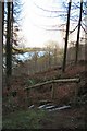 Woodland walk above Hawkridge Reservoir in TA5 1AS