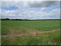 Wheat field near Screveton in NG13 8QY