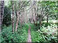 Woodland path on Brinkshole Heath in GU28 0HF