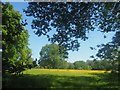 A field of buttercups in S17 3NF