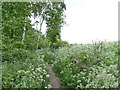 Woodland path off Moor Knoll Lane, East Ardsley in WF3 3ED