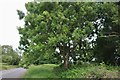 Tree on Aust Road, Priestpool in BS35 4AE