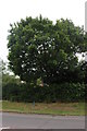 Tree by Goose Green Way, Yate in BS37 7BG