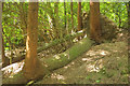 Trees on fallen trunks, Haccombe in TQ12 4PQ