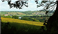 Towards the Teign estuary in TQ12 4PQ