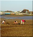 Cockle Pickers, River Adur in BN43 5YH