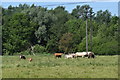 Cattle grazing near Sindlesham Mill in RG6 3XR