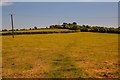 Symondsbury : Grassy Field in DT6 6AD
