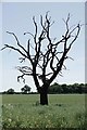 Dead Oak in a Field in CM5 0DF