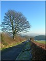 Tree By The Road in KA7 4TP