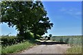 Ilketshall St. Margaret: Track at the side of a cereal crop in NR35 1PL
