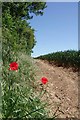 A Pair of Poppies on the Footpath to Chalk Lane in CM17 0NN