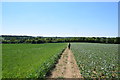 On the footpath from Maynards to Great Sampford in CB10 2QT