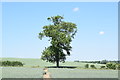 Solitary tree on a footpath west of Great Sampford in The Sampfords Ward
