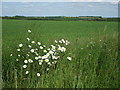 Daisies in the field in GL9 1AY