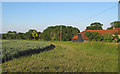Arable field boundary near Ashlings Cottages, Magdalen Laver in CM5 0EX