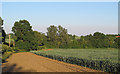 Arable field boundary near Tilegate Road, High Laver in CM5 0DT