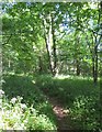 Path through Crossway Plantation in Thirn