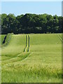 Lines through the crops in Thirn