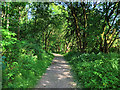 Track in Moses Gate Country Park in BL3 1DH