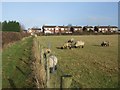 Sheep grazing beside the footpath in WV6 7TE