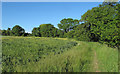 Footpath on field margin near Kents Farm, Magdalen Laver in CM16 6AX
