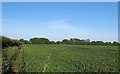 Arable field boundary, Magdalen Laver in CM5 0EH