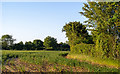 Arable field boundary near Herd's Farm, High Laver in CM17 0NS
